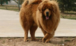高加索犬与藏獒打架,谁将称霸犬界？